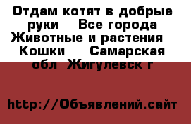 Отдам котят в добрые руки. - Все города Животные и растения » Кошки   . Самарская обл.,Жигулевск г.